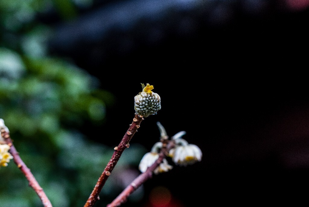打结花 打结树 黄瑞香 喜花 梦冬花 岩泽兰 三桠皮 三叉树 蒙花 家香 山棉皮 雪花皮 梦花