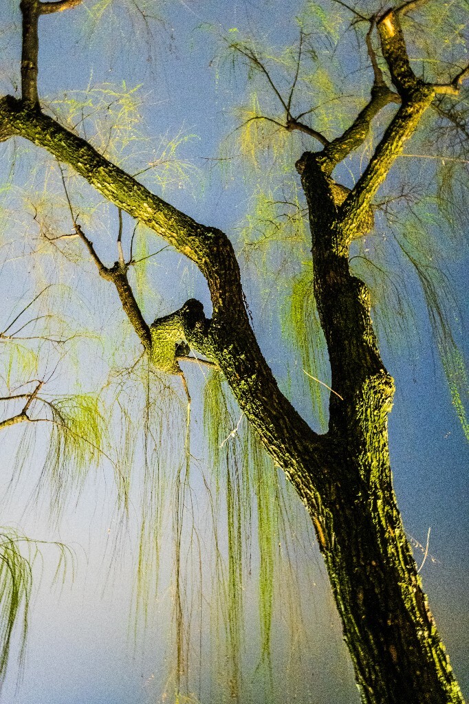 柳树 风光 自然 西湖风光 西湖柳树 旅行 摄影 植物 柳叶