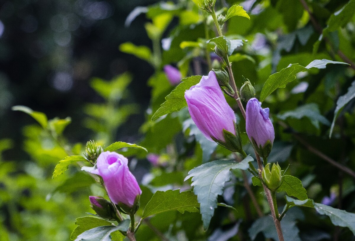 木槿花 摄影  图片 素材  植物 花朵 花草