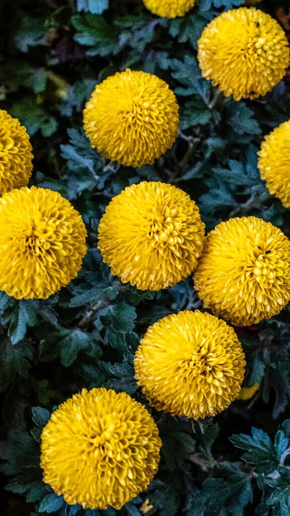 菊花 寿客 金英 黄华 秋菊 陶菊 日精 女华 延年 隐逸花 家菊 花儿 盛开的菊花