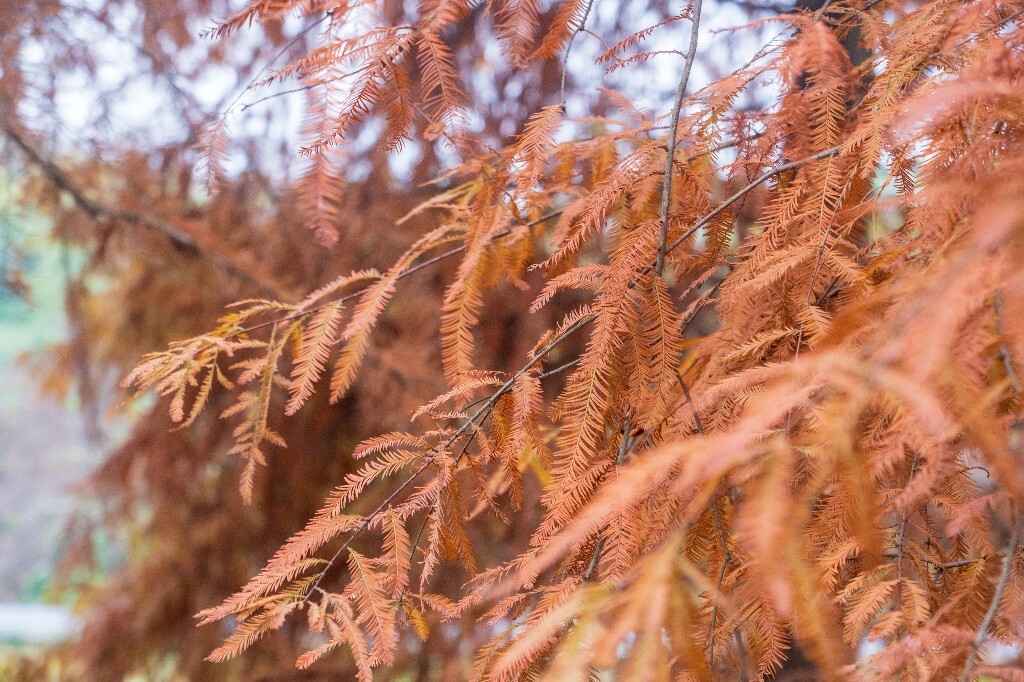 水杉 梳子杉 树木 树 秋季 秋天 摄影 风光