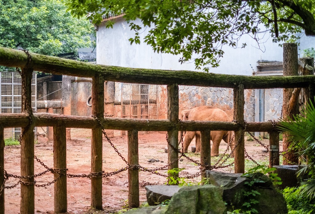 大象 动物 摄影 象  旅行  野生动物