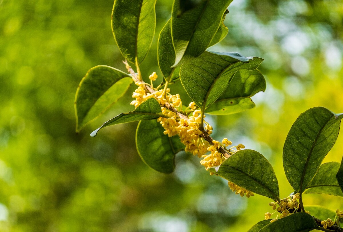 岩桂 木犀 九里香 金 植物 摄影 花草 桂花 金桂 银桂 丹桂 月桂