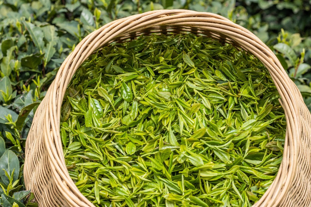 茶叶 龙井茶 叶子摄影 新鲜的茶叶 旅行 自然