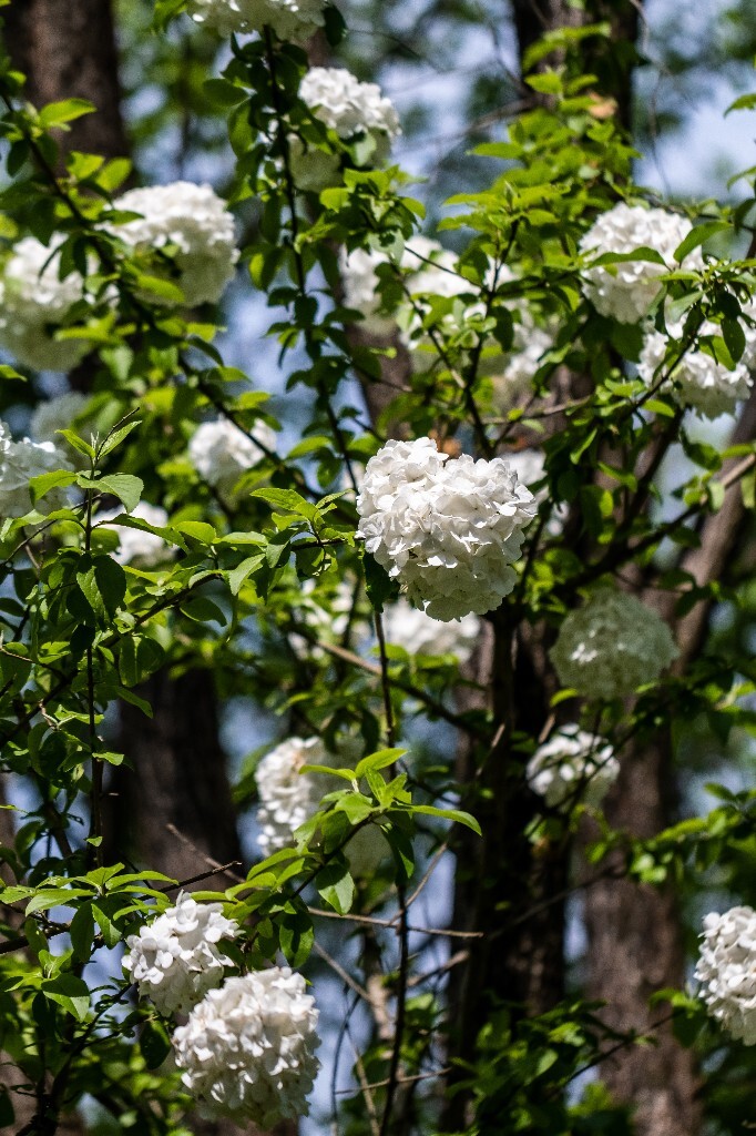花朵 花朝节 自然 植物 风光 旅行 花 西溪 花草 绣球 八仙花 粉团花 草绣球 紫绣球 紫阳花