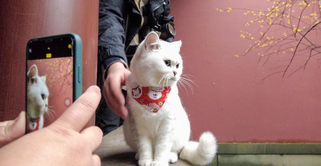 猫猫 喵星人 猫 动物 宠物 摄影 小可爱 喵星人的日常生活 宠物摄影圈子