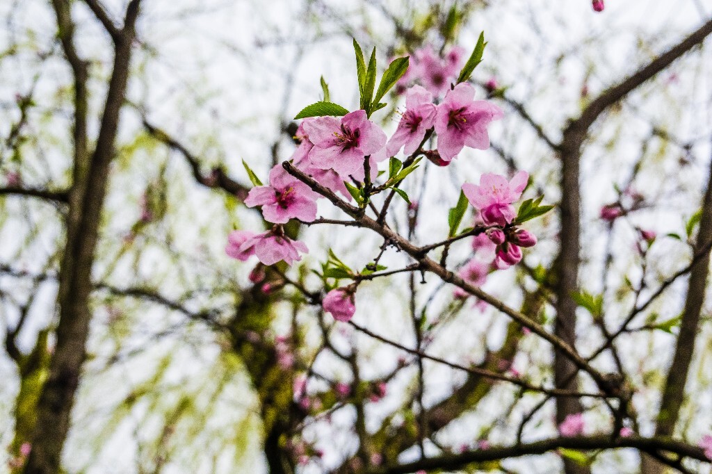 桃红柳绿 自然 风光 西湖风光 摄影 桃花 桃红 柳树 柳叶 旅行