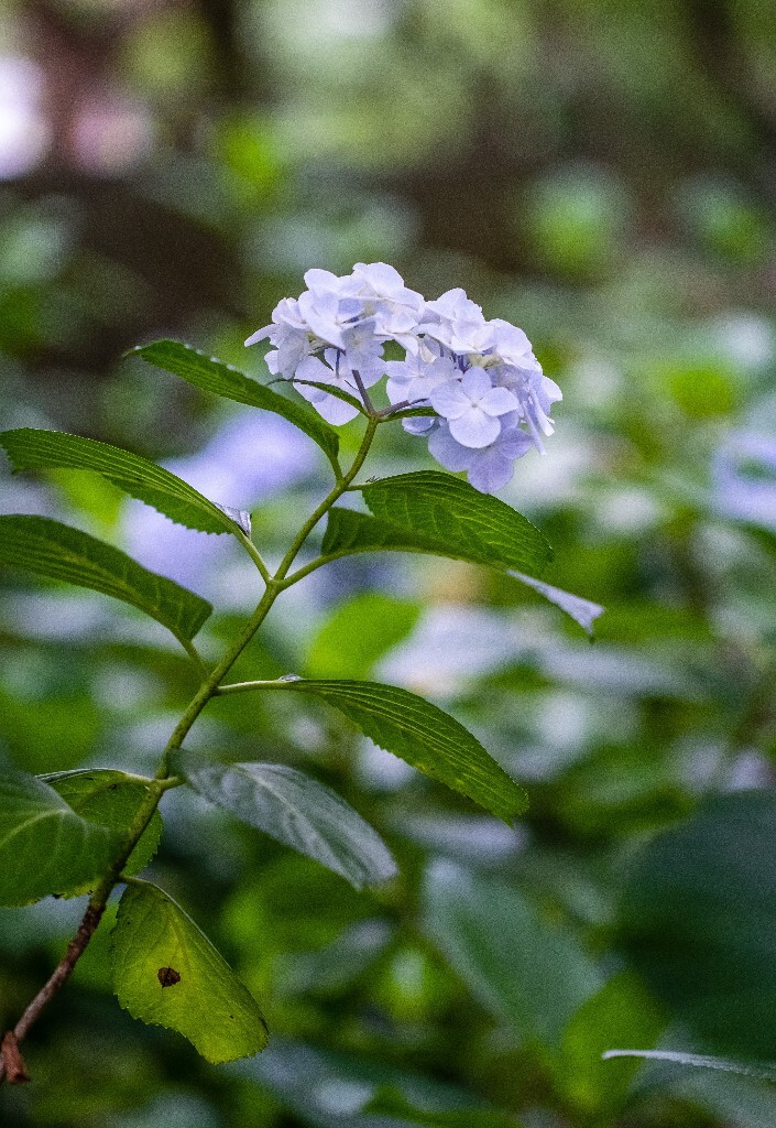 八仙花 粉团花 草绣球 紫绣球 紫阳花  绣球 绣球花 摄影 植物 花朵 花儿