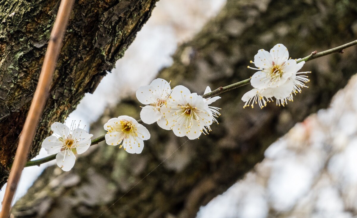梅花 植物 花 花朵 梅花盛开 盛开的梅花 蓝天白云 花儿