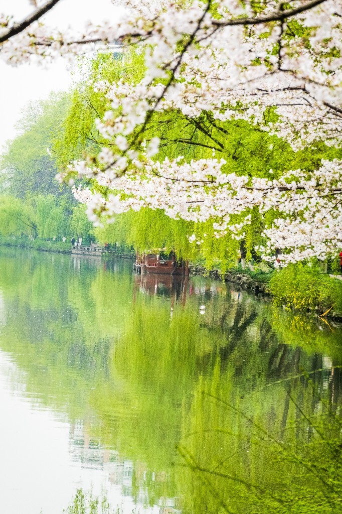樱花 自然 风光 自然风光 盛开的樱花 花草 花朵 旅行