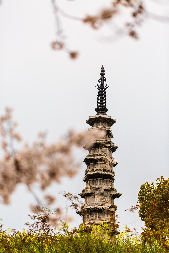 白塔 樱花 建筑 风光 摄影 花 植物