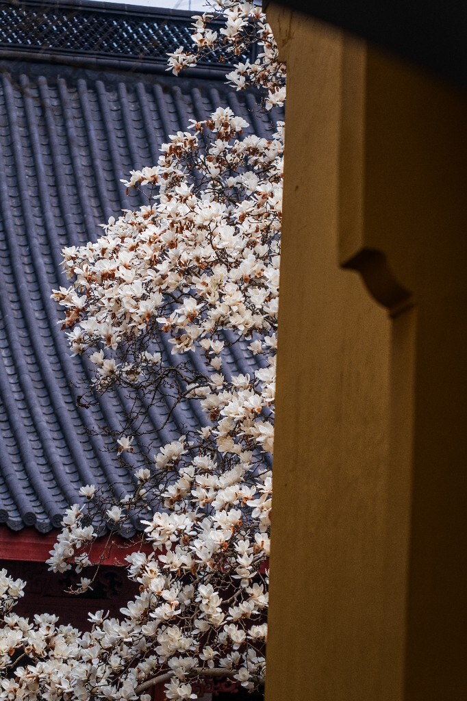 玉兰 玉兰花 植物 微距 摄影 风光 自然 法喜寺 500年玉兰 旅行 白色的玉兰