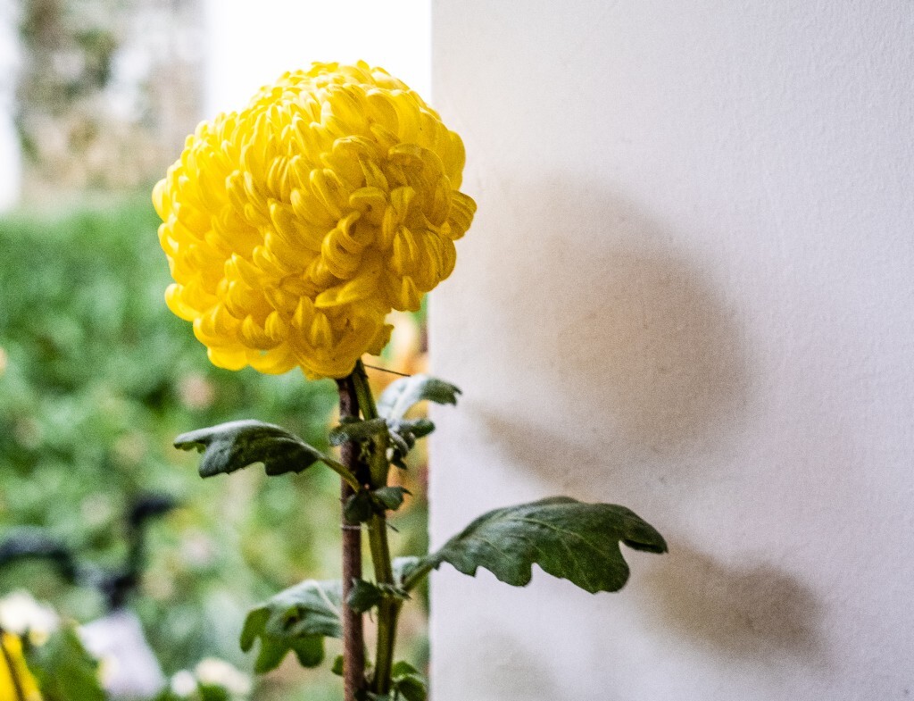 菊花 寿客 金英 黄华 秋菊 陶菊 日精 女华 延年 隐逸花 家菊 花儿 盛开的菊花