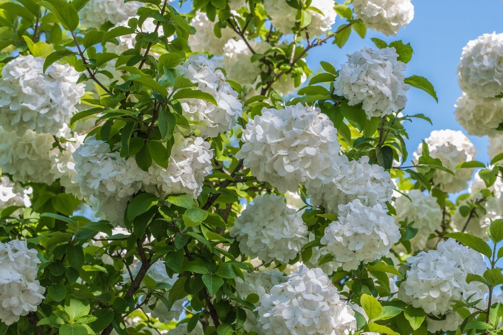 八仙花 粉团花 草绣球 紫绣球 紫阳花 绣球 木绣球 植物 摄影 风光 花朵 花儿 绣球花