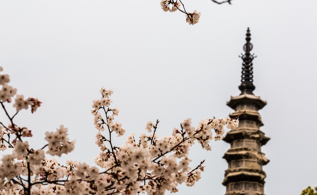 白塔 樱花 建筑 风光 摄影 花 植物