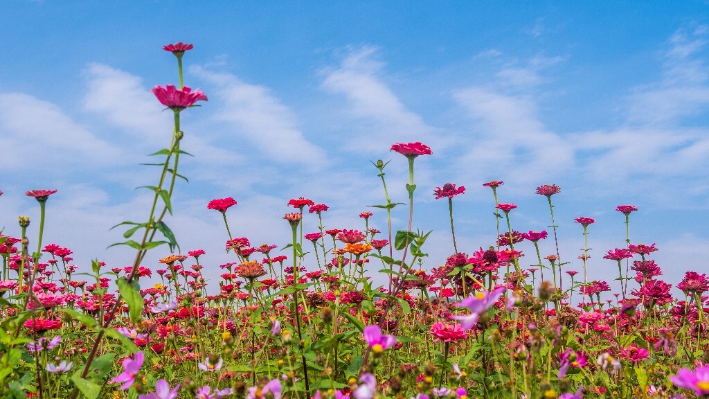 百日菊 百日草 步步高 火球花 对叶菊 秋罗 步步登高 不等高 植物 摄影 风光
