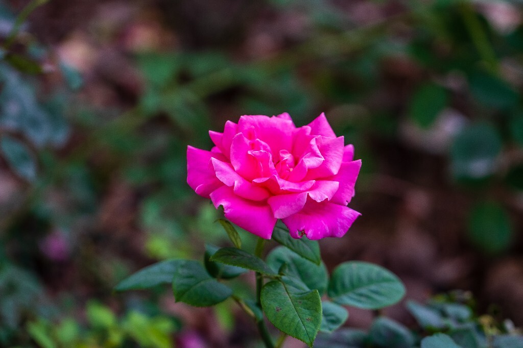 月季花 花中皇后 月月红 月月花 长春花 四季花 胜春 摄影 风光 植物 花朵 花儿