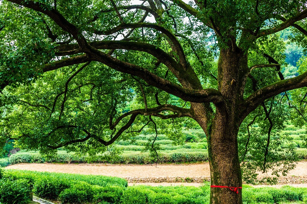 树木 植物 自然 风光 摄影 旅行 树 自然风光