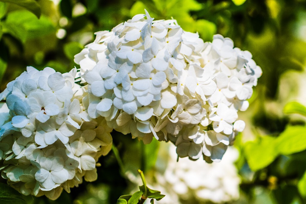 八仙花 粉团花 草绣球 紫绣球 紫阳花 绣球 木绣球 植物 摄影 风光 花朵 花儿
