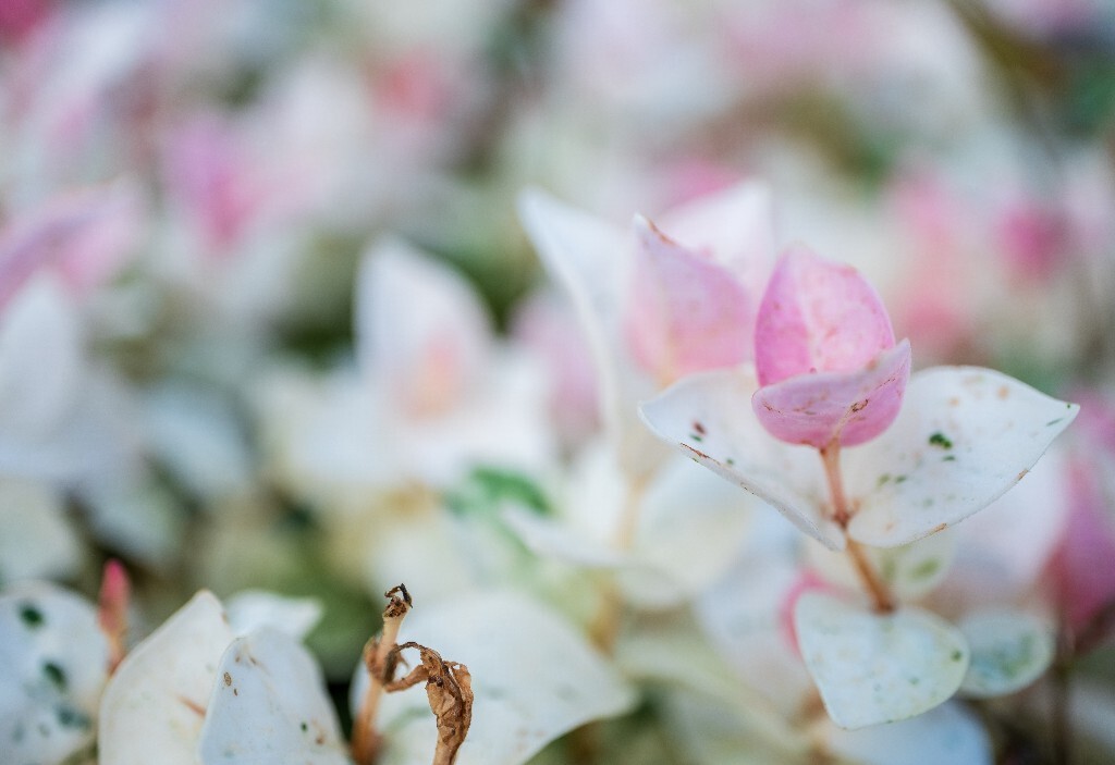 三色络石 络石 石龙藤 万字茉莉 白花藤 花叶络石 斑叶亚洲络石 三色亚洲络石 亚洲络石 植物 微距 摄影