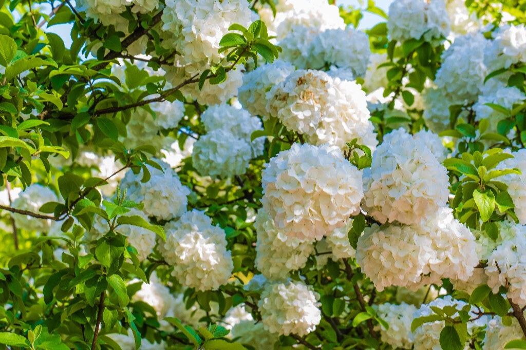 八仙花 粉团花 草绣球 紫绣球 紫阳花 绣球 木绣球 植物 摄影 风光 花朵 花儿 绣球花