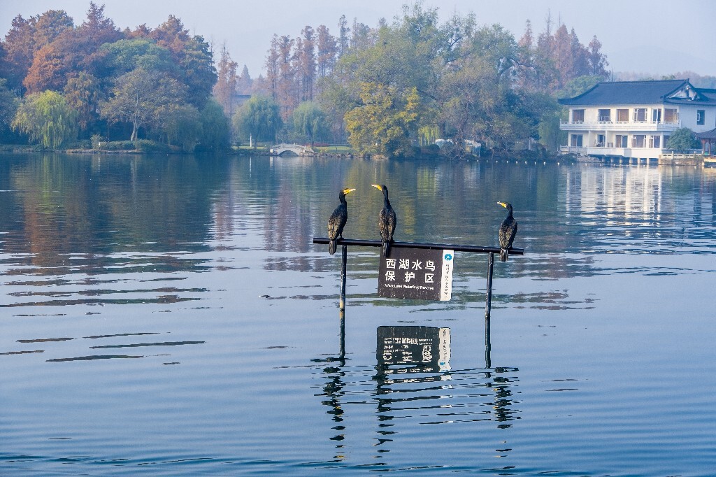 西湖水鸟 西湖风光 风光 西湖 风景 自然 湖水 图片 摄影