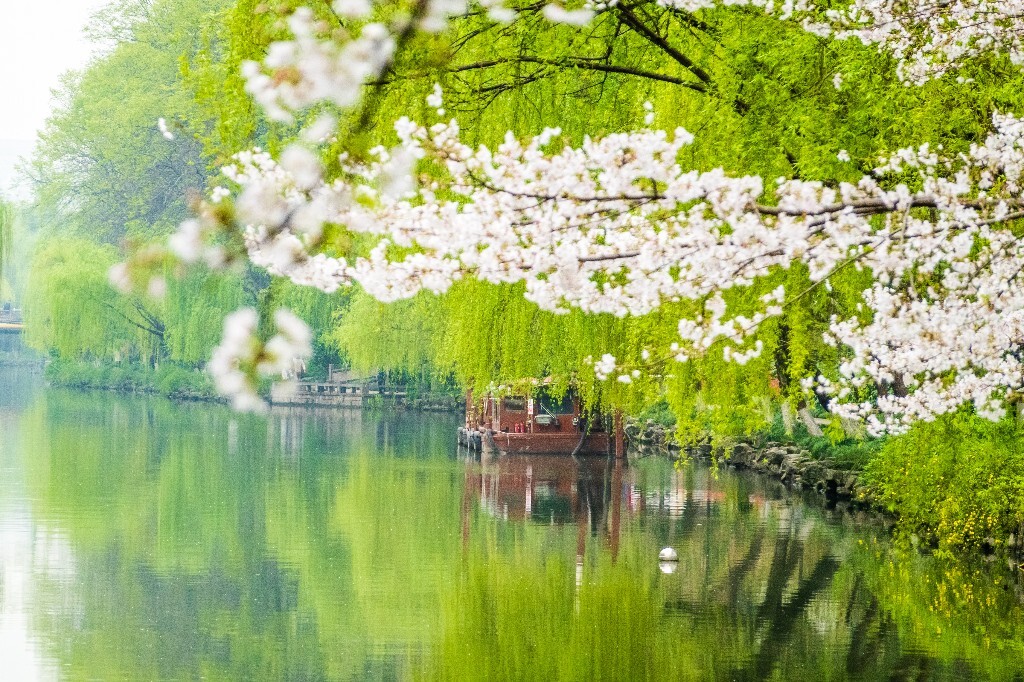樱花 自然 风光 自然风光 盛开的樱花 花草 花朵 旅行