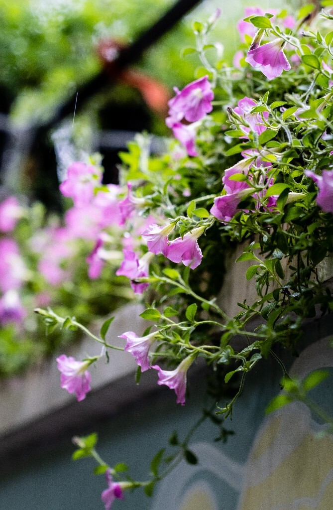 碧冬茄 矮牵牛 灵芝牡丹 撞羽牵牛 植物 花朵 花儿 自然 摄影
