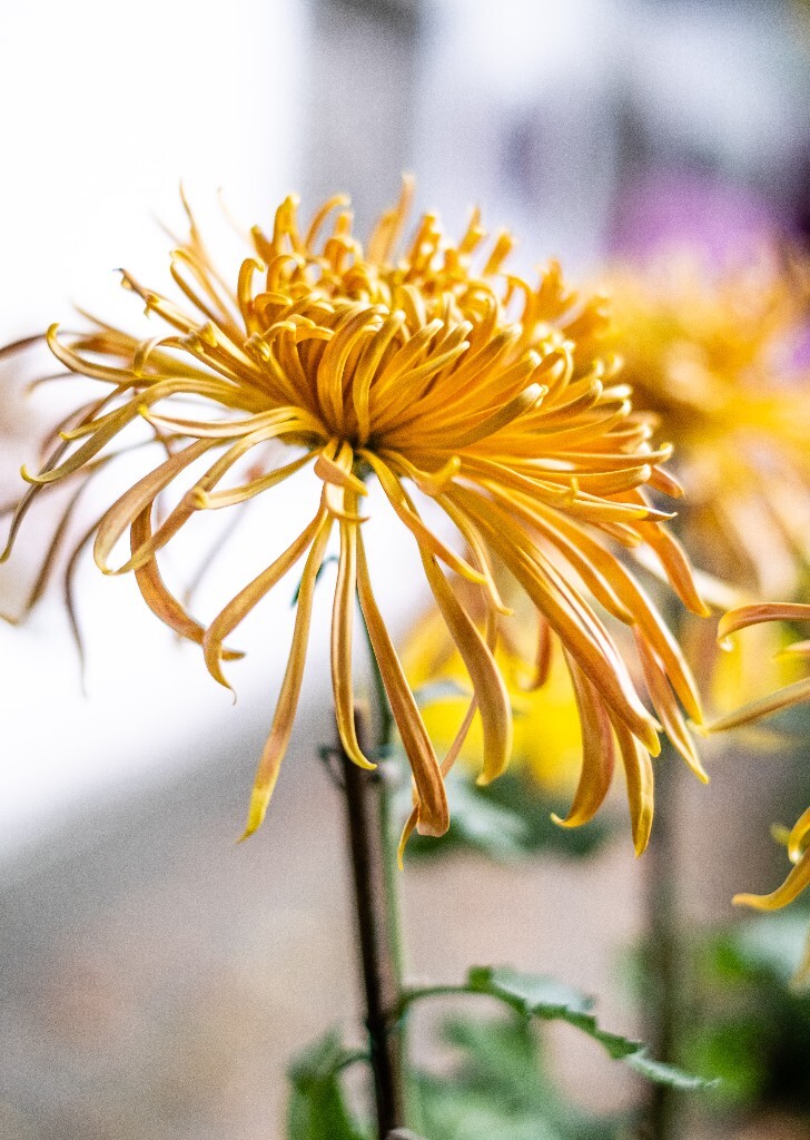 菊花 寿客 金英 黄华 秋菊 陶菊 日精 女华 延年 隐逸花 家菊 花儿 盛开的菊花