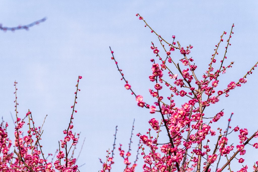 梅花 红色的梅花 梅 图片 摄影 风光 花卉 花朵 旅游 花