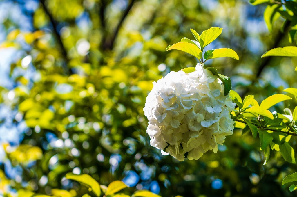八仙花 粉团花 草绣球 紫绣球 紫阳花 绣球 木绣球 山绣球 摄影 植物 风光 摄影