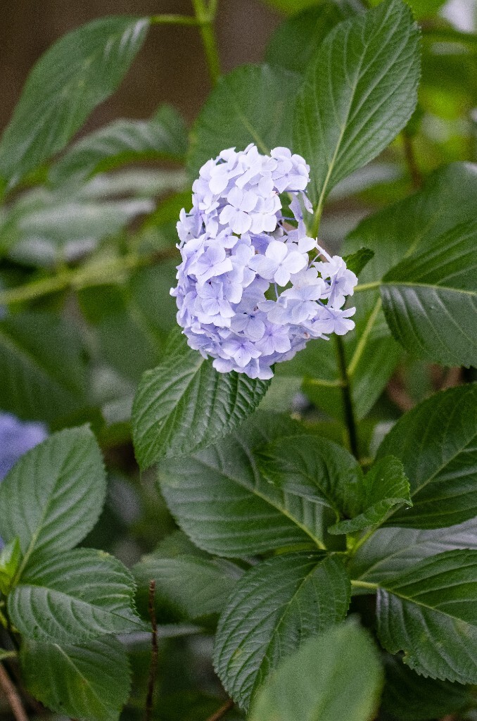 八仙花 粉团花 草绣球 紫绣球 紫阳花  绣球 绣球花 摄影 植物 花朵 花儿