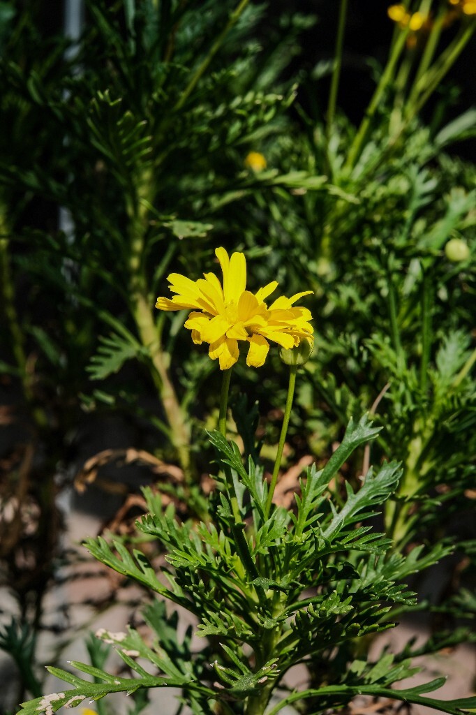 黄金菊 花朵 花儿 摄影 自然 风光 南非菊 翠菊木 银叶情人菊 银叶金木菊 疏黄菊 梳黄菊