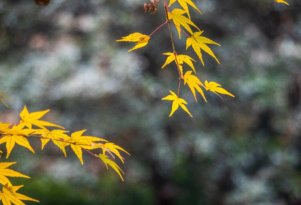 枫叶 植物 叶子 摄影 风光 自然 旅行 九溪 九溪烟树 图片素材