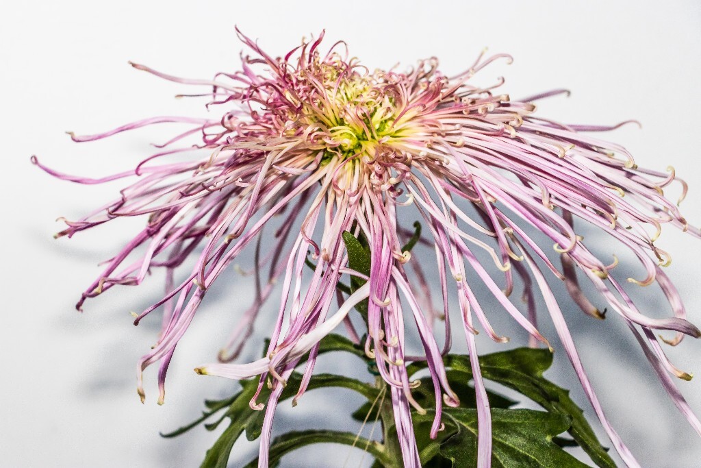 寿客 金英 黄华 秋菊 陶菊 日精 女华 延年 隐逸花 家菊 植物 花草 摄影 风光