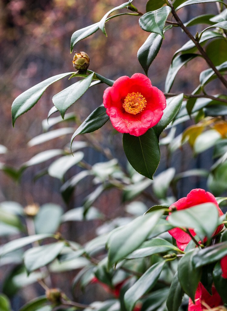 茶花 山茶花 观赏花卉 世界名贵花 花草 花朵