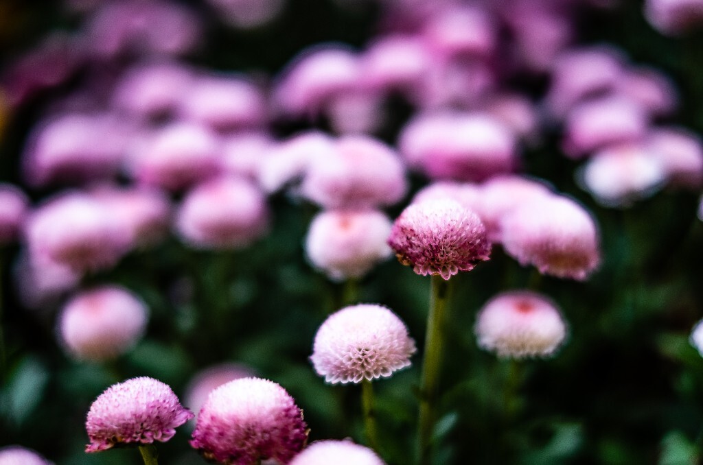 菊花 寿客 金英 黄华 秋菊 陶菊 日精 女华 延年 隐逸花 家菊 花儿 盛开的菊花