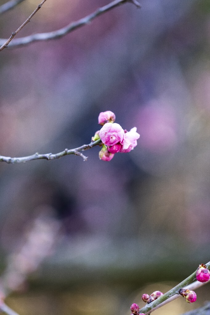 红梅 梅花 微距 摄影 自然 风光 花朵花草 花儿 树上的梅花