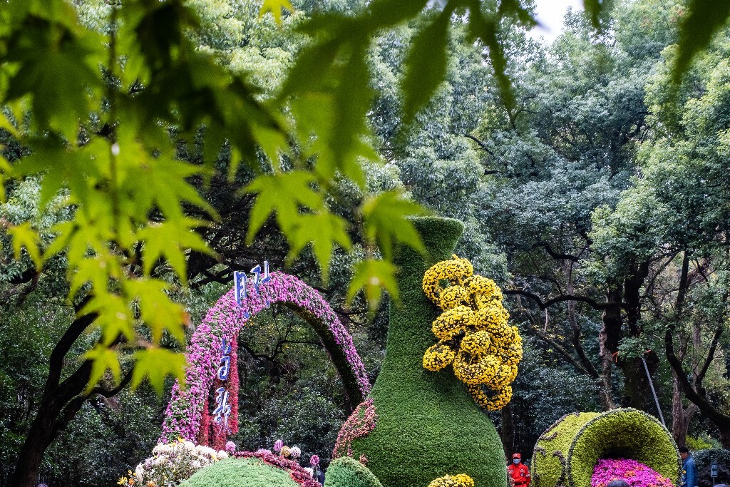 菊花 寿客 金英 黄华 秋菊 陶菊 日精 女华 延年 隐逸花 家菊 花儿 盛开的菊花