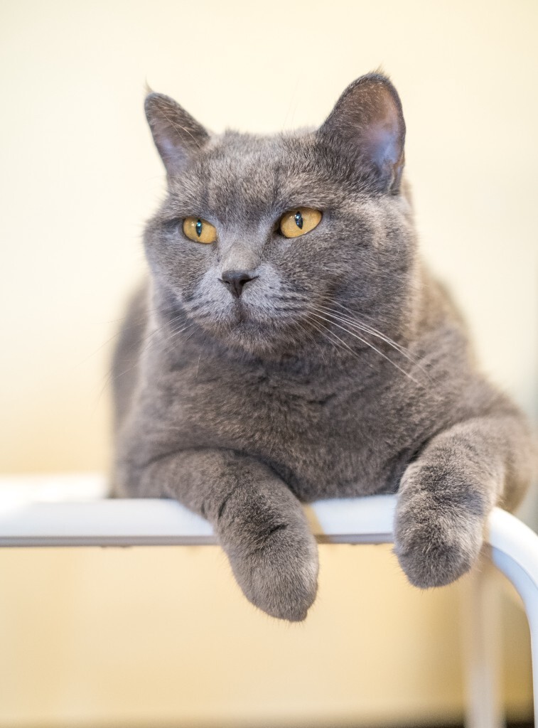 猫 宠物 动物 图片 摄影 喵星人 猫猫