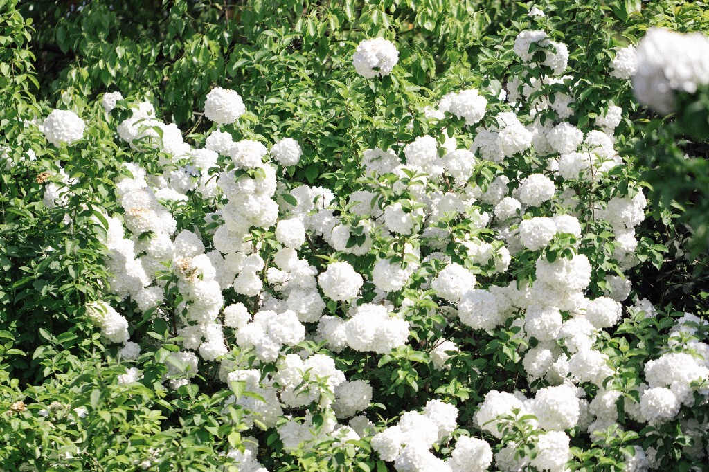 八仙花 粉团花 草绣球 紫绣球 紫阳花 绣球 木绣球 植物 风光 花草 摄影