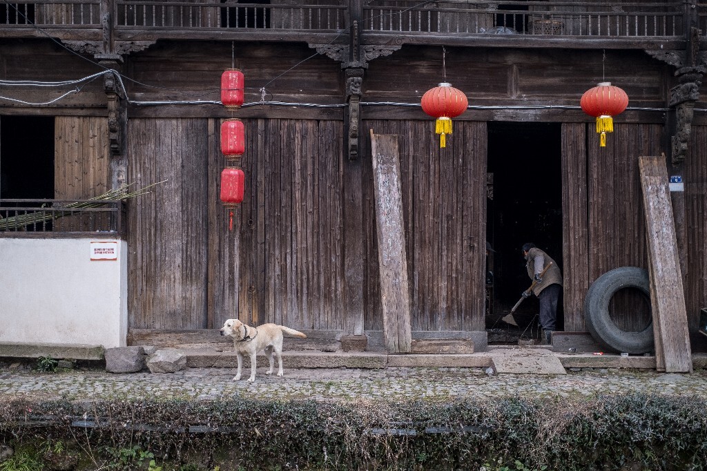 狗狗 宠物 摄影 旅行 街拍 旺星人 宠物摄影 村落 村子