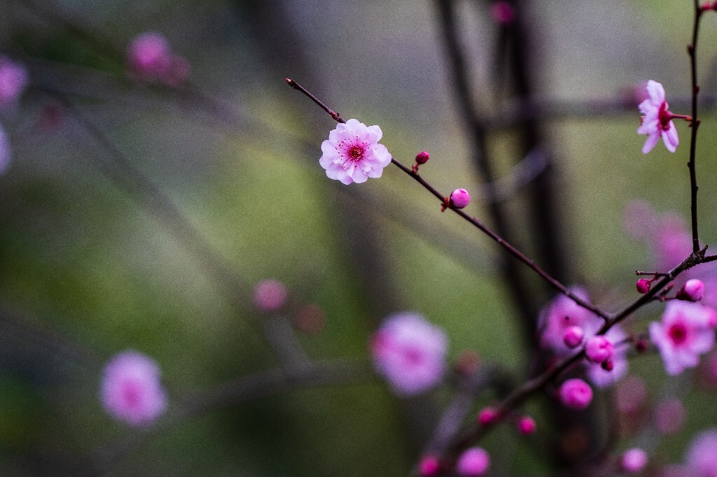 桃花 植物 花朵 花儿 风光 微距 摄影 自然风光 盛开的桃花
