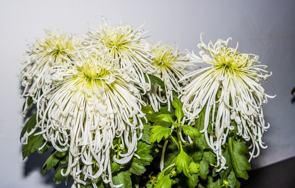 菊花 寿客 金英 黄华 秋菊 陶菊 日精 女华 延年 隐逸花 家菊 植物 花朵 图片 摄影 旅行 菊花展