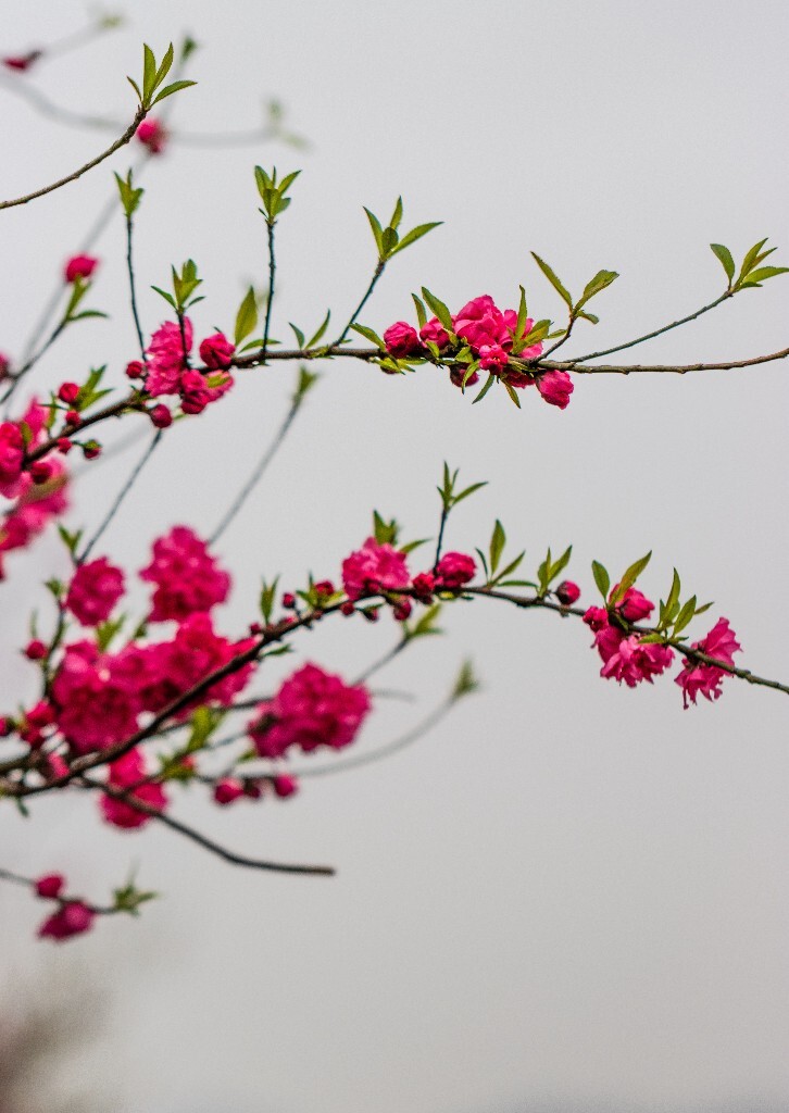 植物 花朵 风光 微距 摄影 西湖桃花 西湖风光 环境 西湖桃花 西湖风光