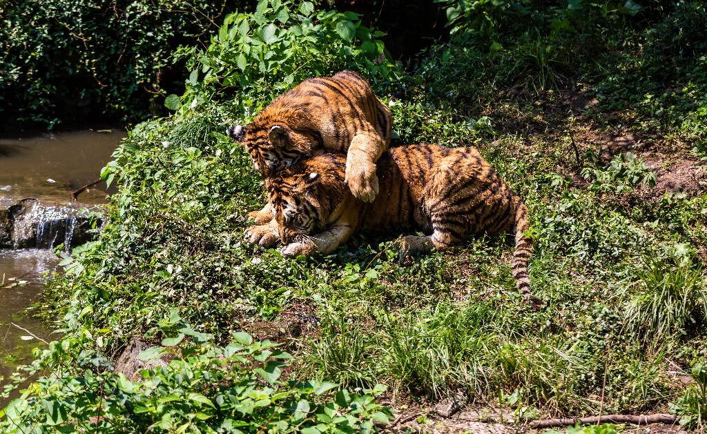 虎 老虎  Tiger 食肉动物 摄影 野生动物 动物园 两只老虎