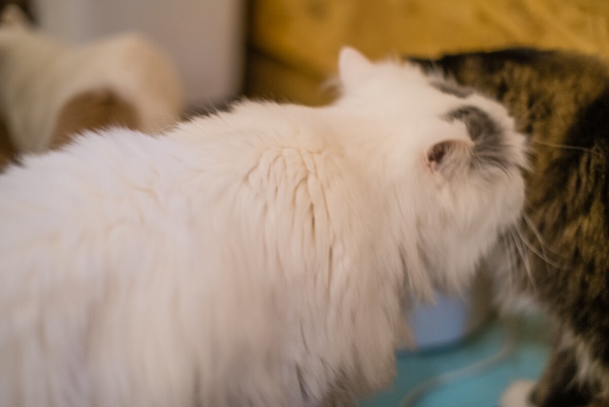 猫 猫科动物 动物 猫亚科 豹亚科 猫咪 家猫 野猫 喵星人 可爱的猫猫 英短 虎斑 大哥添小弟