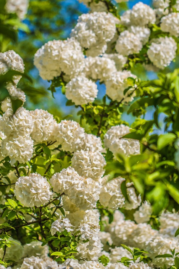 八仙花 粉团花 草绣球 紫绣球 紫阳花 绣球 木绣球 植物 摄影 风光 花朵 花儿 绣球花