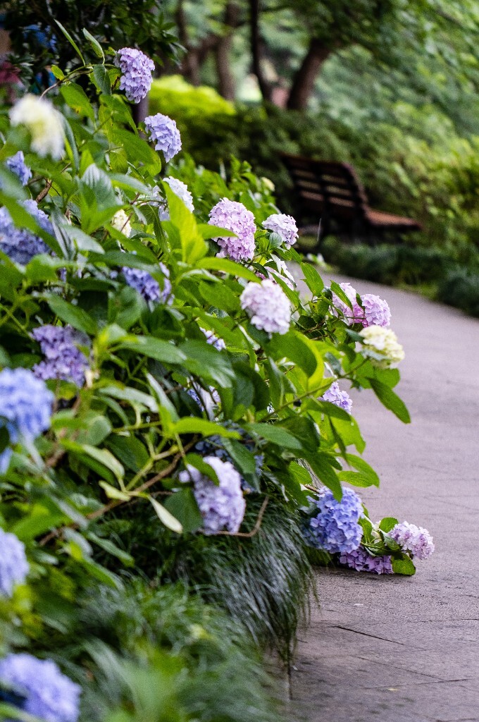 八仙花 粉团花 草绣球 紫绣球 紫阳花  绣球 绣球花 摄影 植物 花朵 花儿