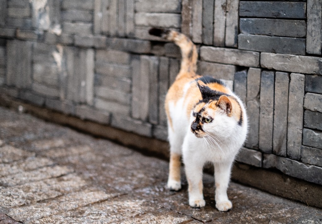猫咪 宠物 摄影 猫猫摄影  可爱  宠物摄影